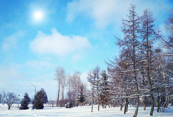 Parque de invierno en la nieve en el día soleado — Foto de Stock