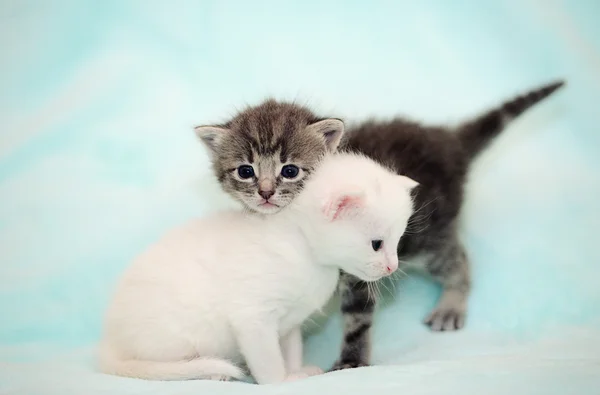 Pequeños gatitos grises y blancos —  Fotos de Stock