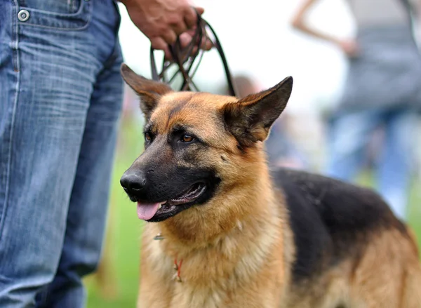 Cane felice — Foto Stock