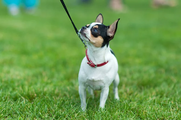 Happy Dog — Stock Photo, Image