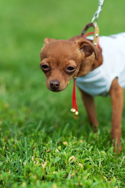 Mutlu Köpek — Stok fotoğraf