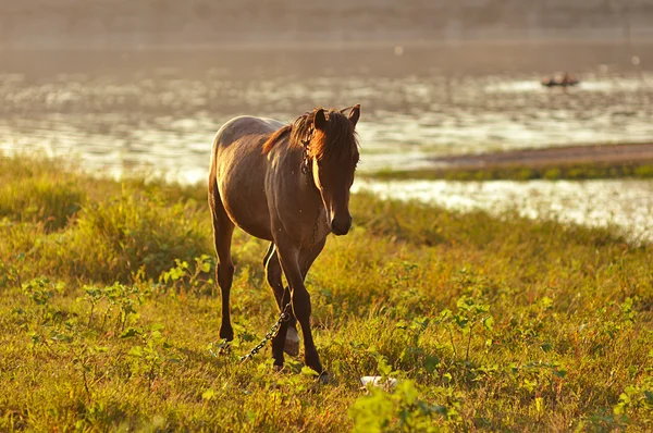Horse in sunset — Stock Photo, Image