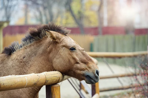 Drôle de cheval — Photo