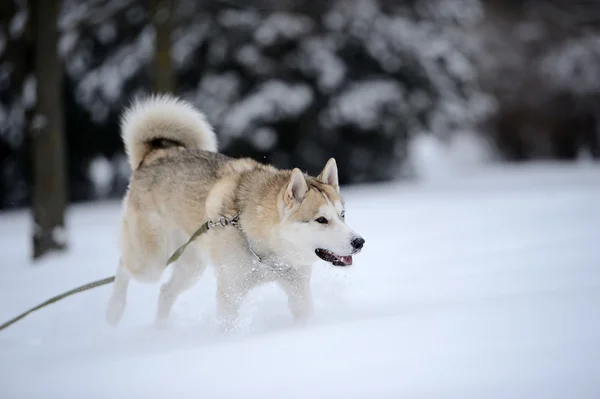Chien husky sibérien dans la neige — Photo