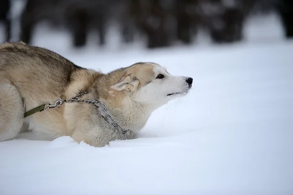Sibirya husky köpek karda — Stok fotoğraf