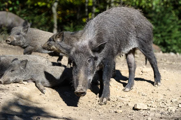 Ormanda yaban domuzu
