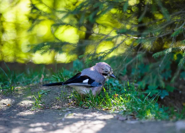 Blue Jay в лесу — стоковое фото