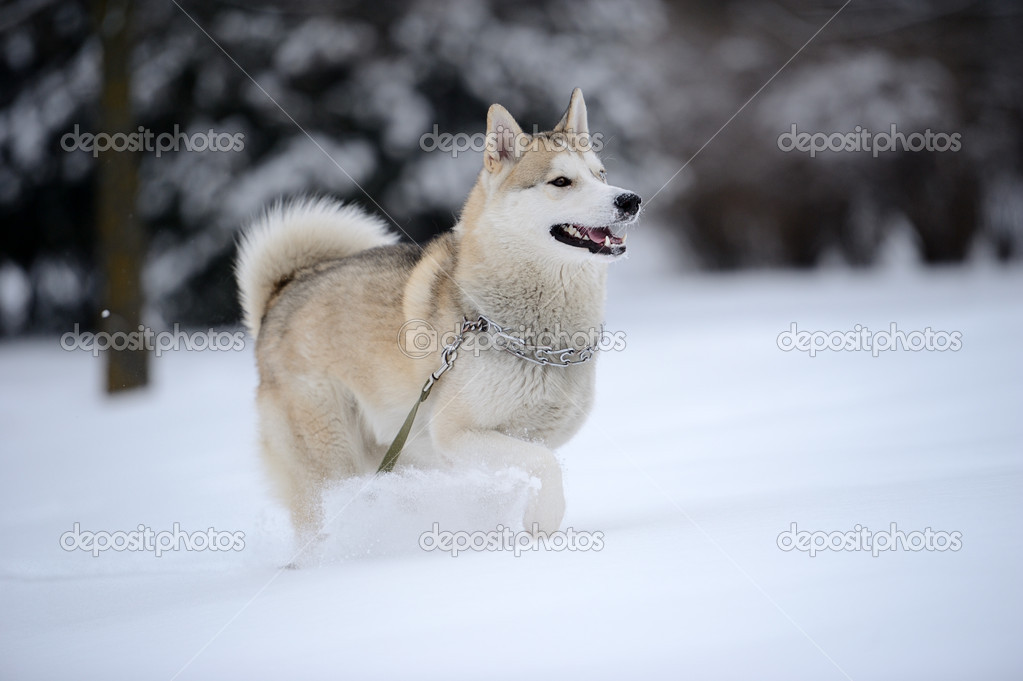 Siberian husky dog in snow