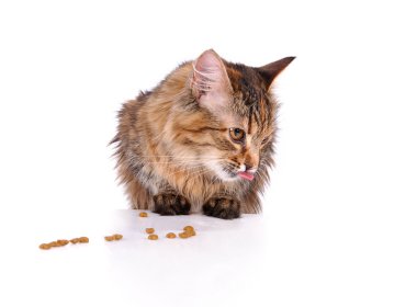 Komik yavru kedi kedi yiyecek yiyecek, üzerinde beyaz izole