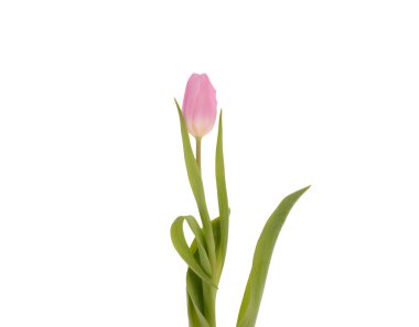 Pembe lale beyaz arkaplanda izole edildi.