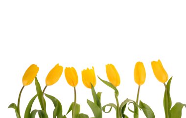 Beyaz arka plan üzerinde izole sarı taze bahar laleler.