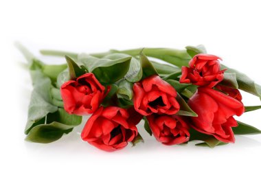 taze bahar beyaz zemin üzerine izole kırmızı lale buketi