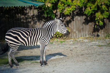 Zebra Hayvanat Bahçesi