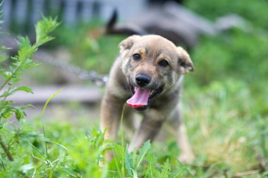 Genç mutlu köpek yavrusu