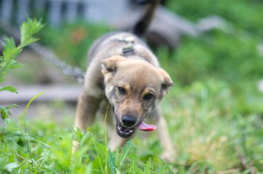 Genç mutlu köpek yavrusu