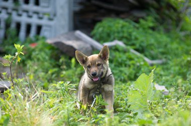 Genç mutlu köpek yavrusu