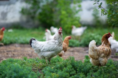 bir çiftlik çimen tavuk