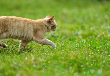 Kızıl saçlı kedi