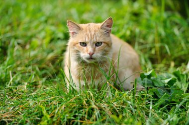 Kızıl saçlı kedi