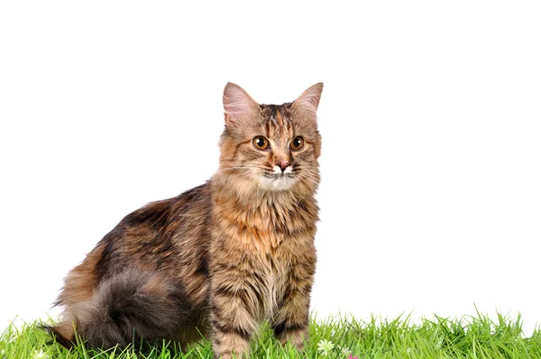 푸른 잔디에 재미 있은 고양이 고양이 — 스톡 사진