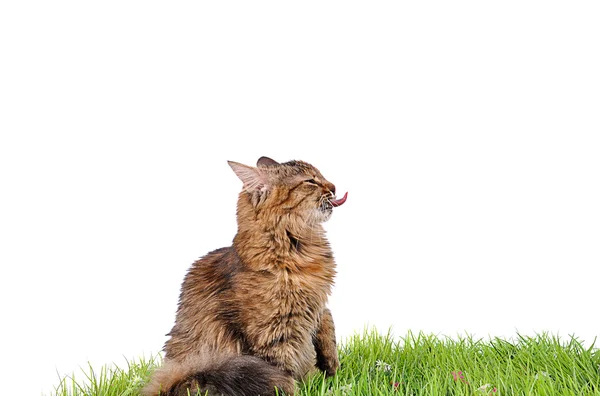 푸른 잔디에 재미 있은 고양이 고양이 — 스톡 사진