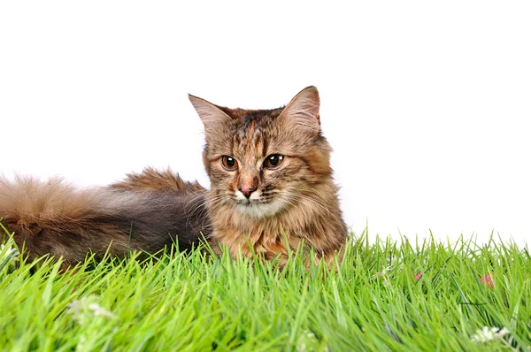 Grappige kitten kat op groen gras — Stockfoto