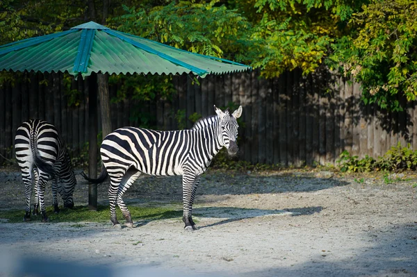 Zebra w zoo — Zdjęcie stockowe