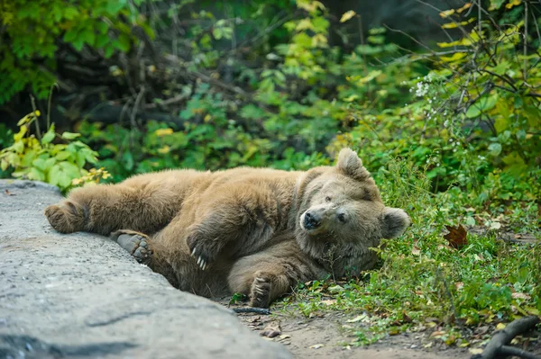 Orso bruno — Foto Stock