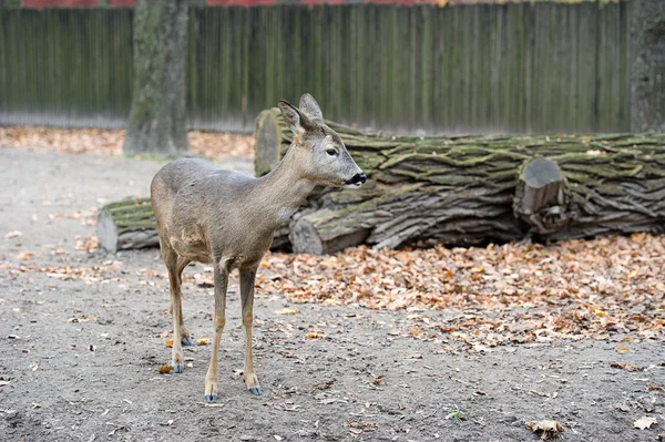 Un piccolo capriolo occidentale — Foto Stock