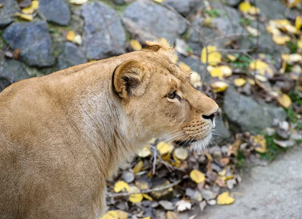 León grande — Foto de Stock