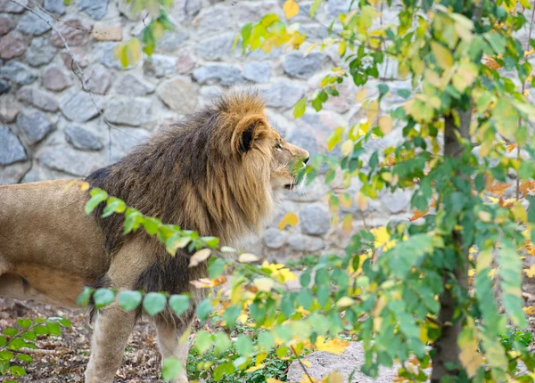 León grande — Foto de Stock