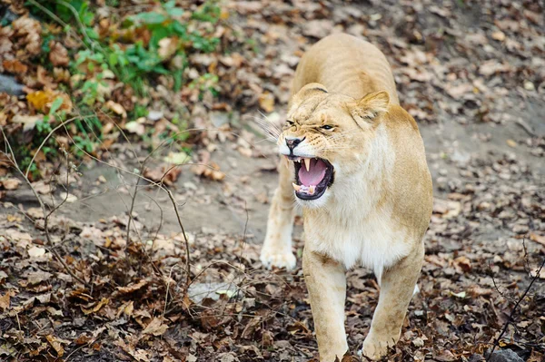 Kükreyen aslan — Stok fotoğraf