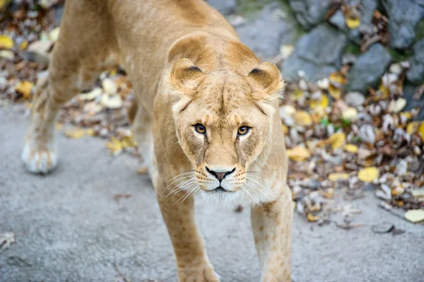 León grande — Foto de Stock