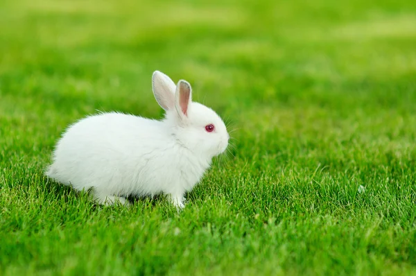 Funny baby wit konijn in gras — Stockfoto