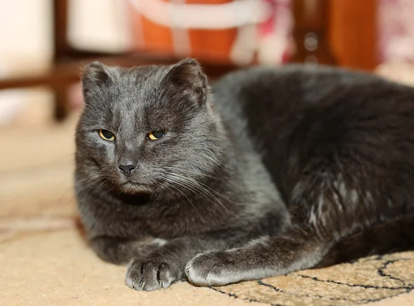 Gato engraçado — Fotografia de Stock