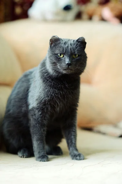 Gato engraçado — Fotografia de Stock