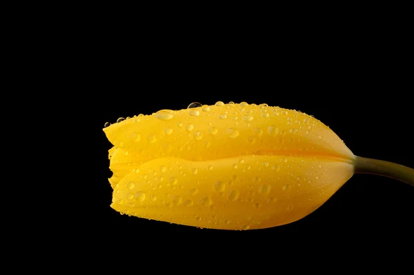 Yellow tulip with water drops on black background — Stock Photo, Image