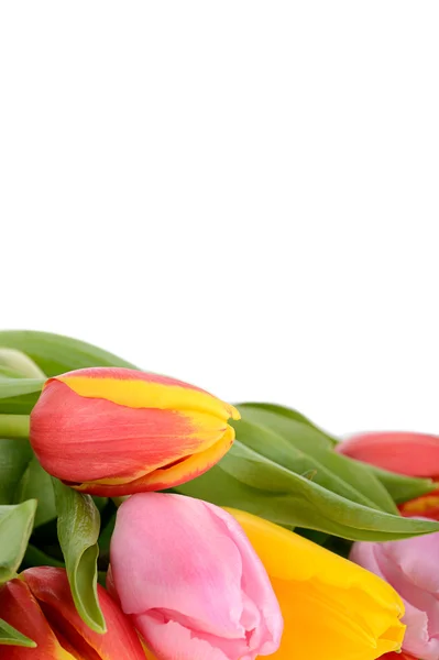 Сolorful bouquet of fresh spring tulip flowers isolated on whit — Stock Photo, Image