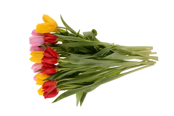 ? olorful kytice svěží jarní Tulipán izolované na Svatodušní — Stock fotografie