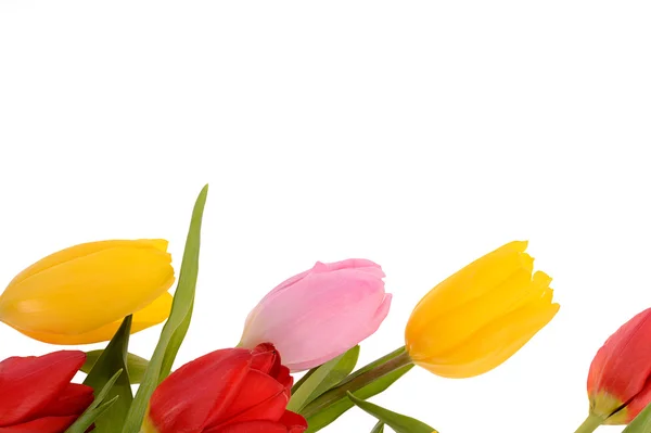 Сolorful bouquet of fresh spring tulip flowers isolated on whit — Stock Photo, Image