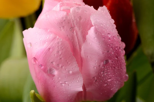 Pink tulip with water drops — Stock Photo, Image