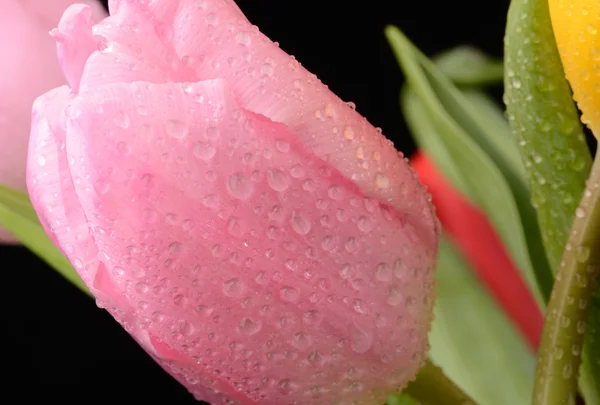 Tulipa rosa com gotas de água — Fotografia de Stock