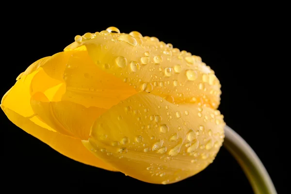 Yellow tulip with water drops on black background — Stock Photo, Image