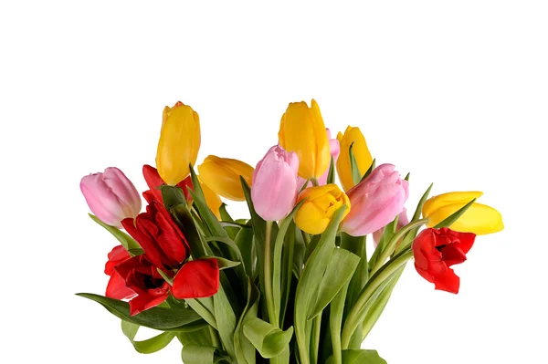 Na białym tle kolorowy bukiet kwiatów tulipan wiosna świeży — Zdjęcie stockowe