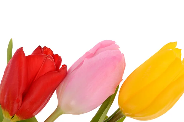 Buquê colorido de flores de tulipa de primavera frescas isoladas em branco — Fotografia de Stock