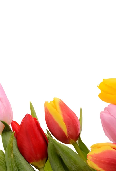 Colorful bouquet of fresh spring tulip flowers isolated on white — Stock Photo, Image