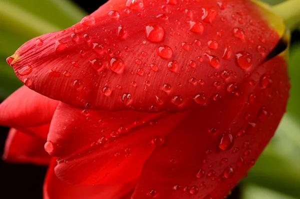 Tulipa vermelha com gotas de água no fundo preto — Fotografia de Stock