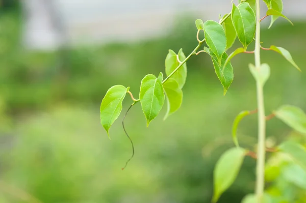 Gröna blad på en gren — Stockfoto