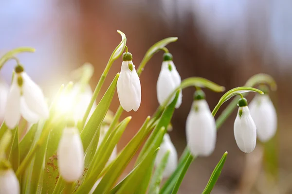 First spring flowers, snowdrops in garden — Stock Photo, Image