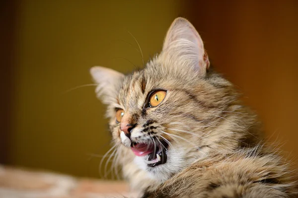 Funny cat — Stock Photo, Image